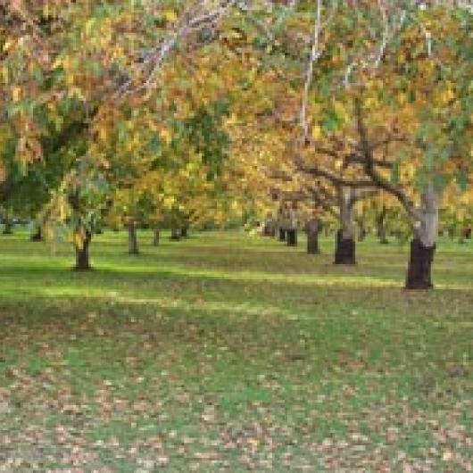 Dorrough Ranch walnut orchard	