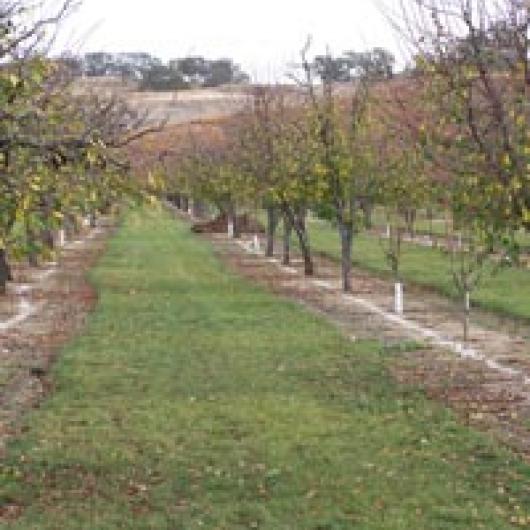 Cover crops in Hansen Farm orchard  protect soil from erosion