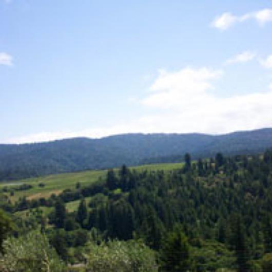 The view from the hills above Anderson Valley