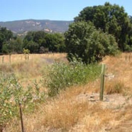 Native plants have been installed as part of a revegetation project on an un-named  creek on Rancho Chimiles.