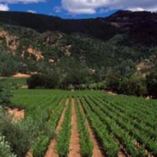 Eisele Vineyard on Araujo estate.	