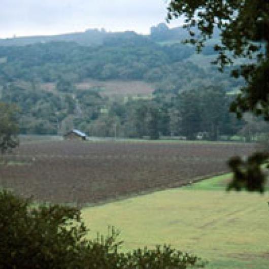 Bennett Valley supports a number of small holdings planted to vineyards