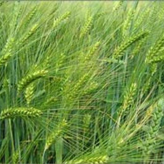 Barley cover crop