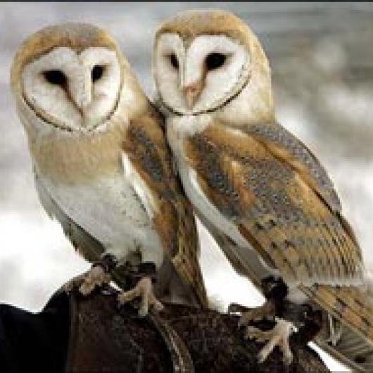 Barn owls are encouraged near the vineyard to control gophers.