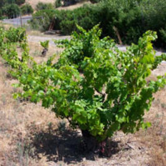 Old vine in the Bastoni vineyards