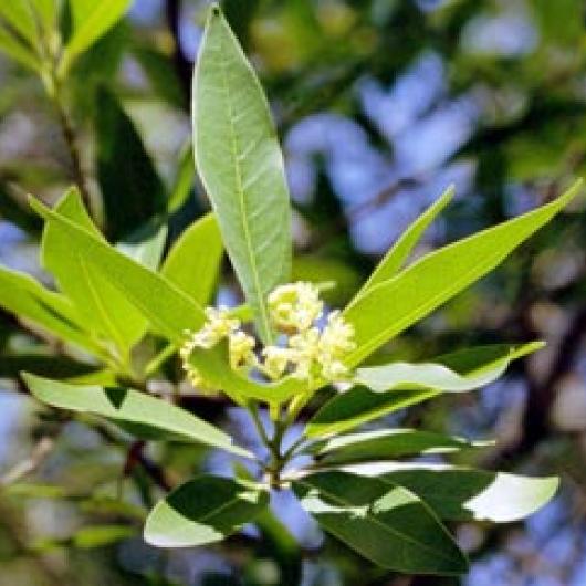 California bay laurel is a native tree that often grows near creeks