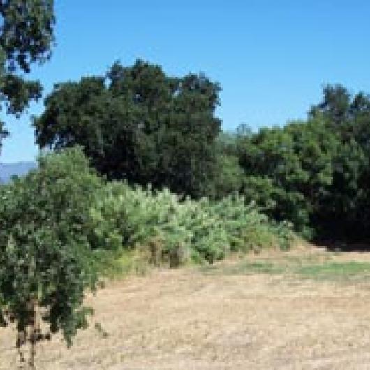 These stands of Arundo were removed in 2008.