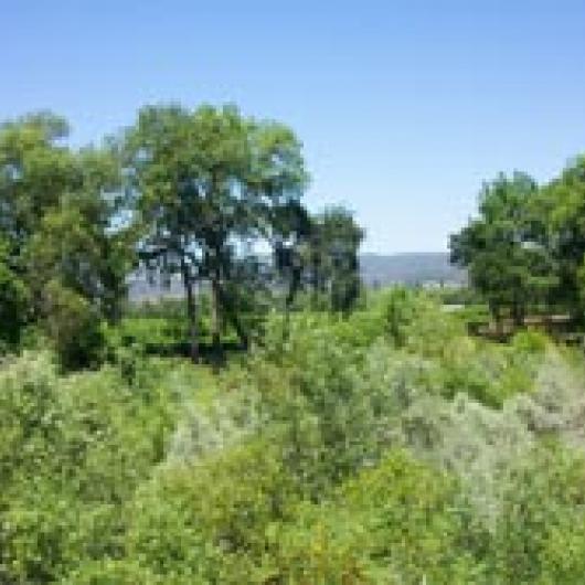 Napa River adjacent to Big Ranch