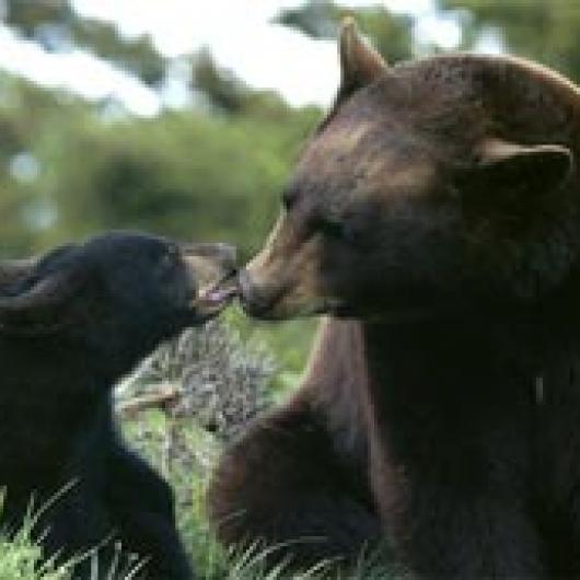 Dancing Bear Ranch