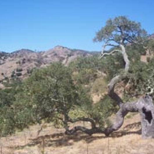 Blue oaks, on a hillside in the Stags Leap  District, are highly resistant to drought