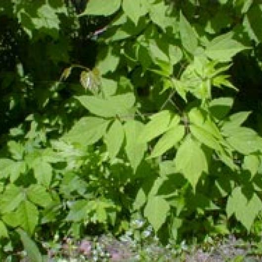 Box elder, a native riparian tree