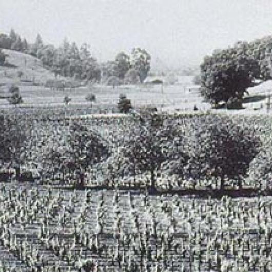 The second BV vineyard