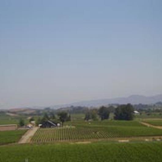 The Carneros region has gentle rolling hills