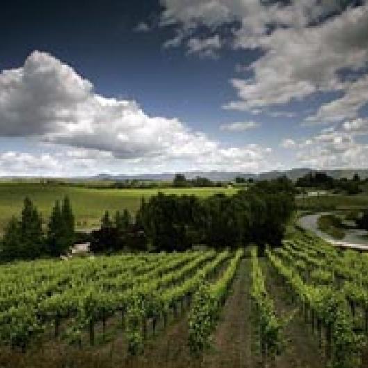 Las Amigas and Carneros Lake Vineyard