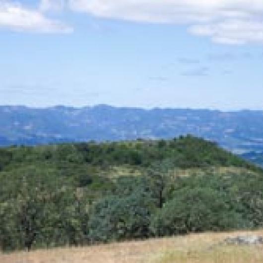 Chaparral and oak woodland blanket the extensive wildlands on the Chappellet property.