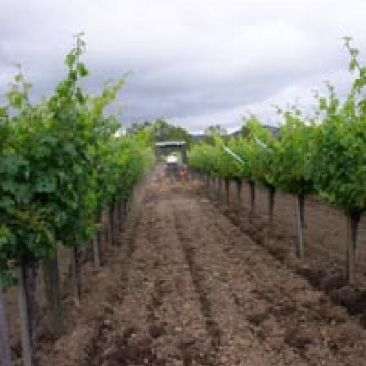 Dry-farmed vineyard