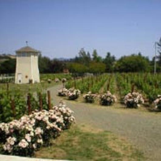 Kari Flores Vineyard