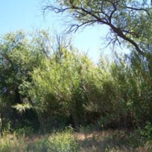 Arundo growing along creek, prior to cutting	