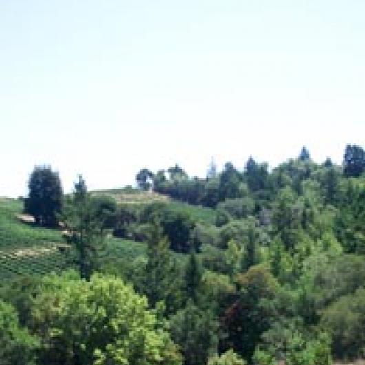 Domaine Chandon vineyard on Mt. Veeder