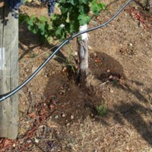 Wine grapes use the lowest amount of irrigation  water of any agricultural crop in California