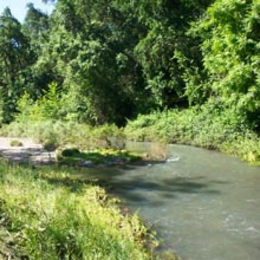 Napa River adjacent to Marlee’s Vineyard