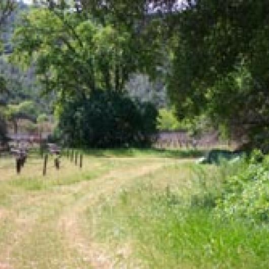 Grass covers roads and vineyard floor to protect water quality