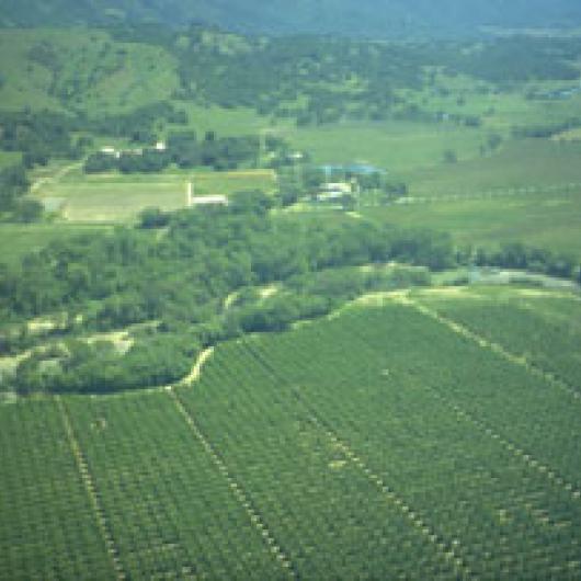 A large swath of riparian habitat borders the Fetzer vineyards in the Hopland area