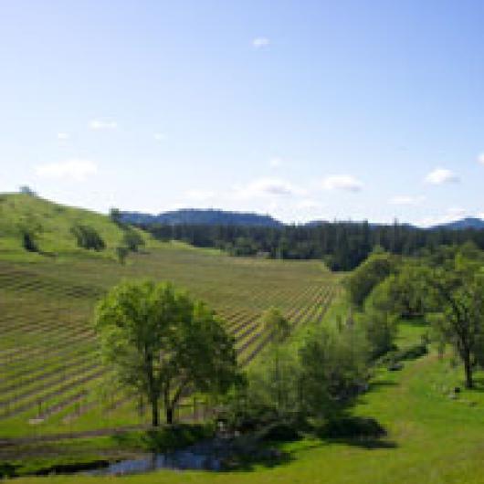 Vineyard at Foote Ranch