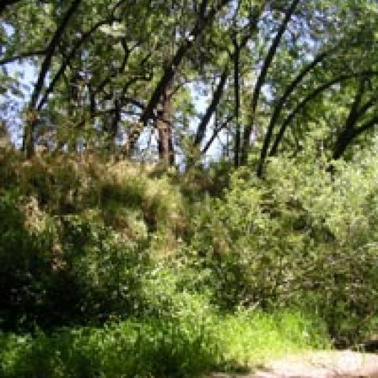 Dense riparian vegetation of the Napa River bordering the Franciscan Oakville site.