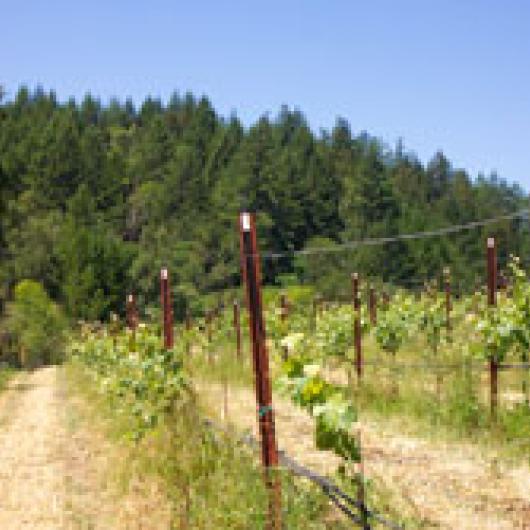 The vineyards at Green Pastures are managed with no tillage reducing soil erosion and runoff to Felta Creek