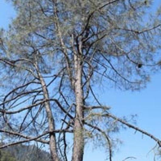 Grey pines are common on the eastern  side of the Napa River watershed