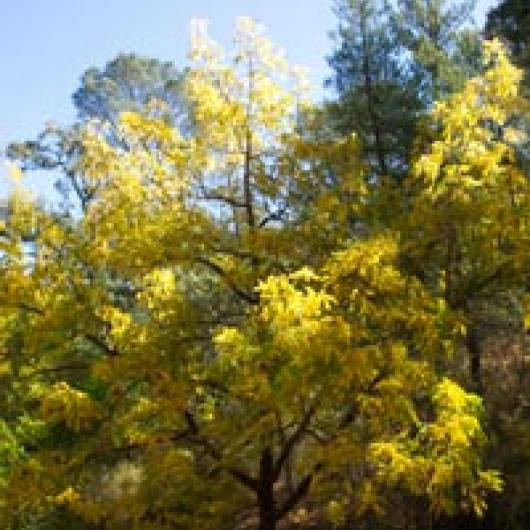 California walnut shows fall colors