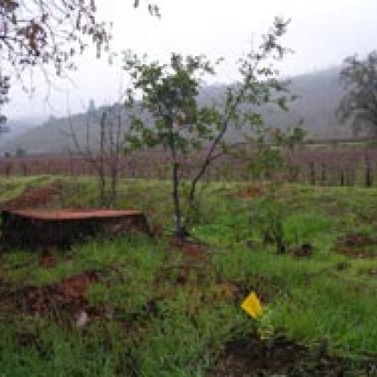 Native live oak seedling grows after invasive,  non-native eucalyptus (trunk) is removed