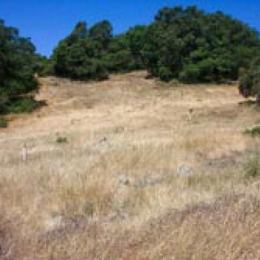 Oak revegetation project on hillside at Hudson Vineyards