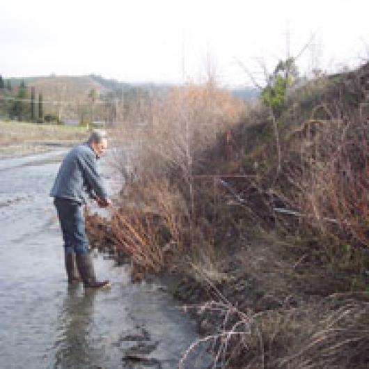 Vineyard manager Al White plants willows and alders to protect the banks of Morrison Creek, a steelhead stream.