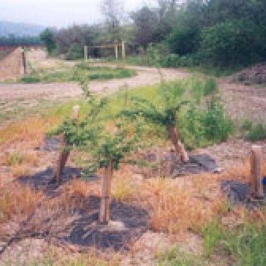 Native plants installed at Clos du Bois to increase the width of the Lytton Creek riparian corridor	