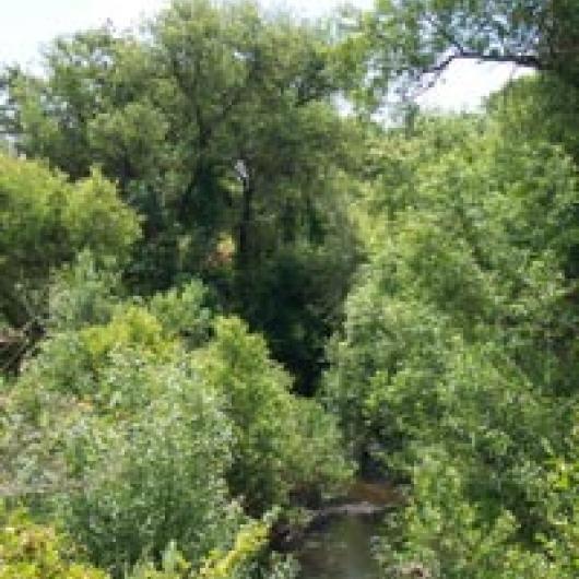 Napa River riparian corridor next to  Wappo Hill Vineyard