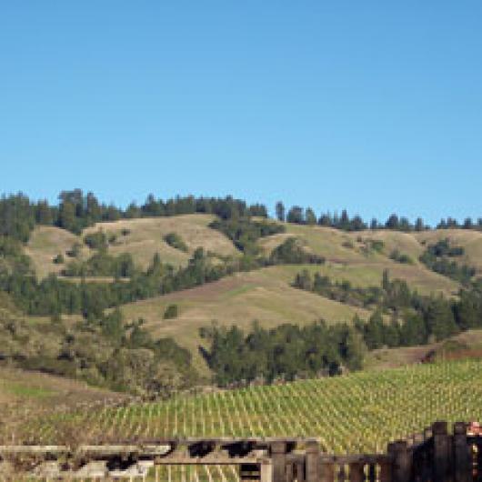 Navarro Vineyards