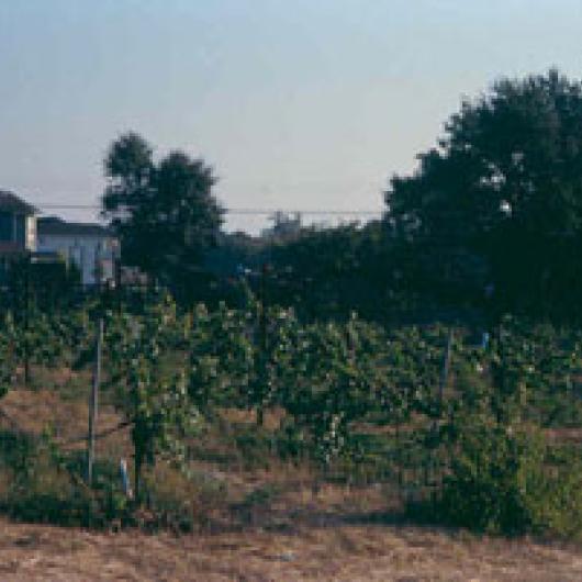 The Coster vineyard