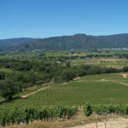 View of vineyard and Ukiah Valley from top of Twinning Ranch.