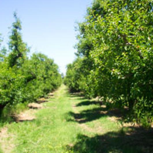 Chemical use is greatly reduced through the use of pheromone disruption for coddling moth, a major pear pest insect. The pheromone disrupter system affects the mating habits of the coddling moth. Insect monitoring then allows the farmer to determine locations where the insects are a problem and treat only those areas of the orchards, resulting in a reduced use of insecticides