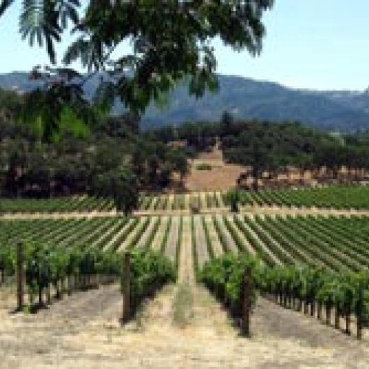 Barboza Vineyard