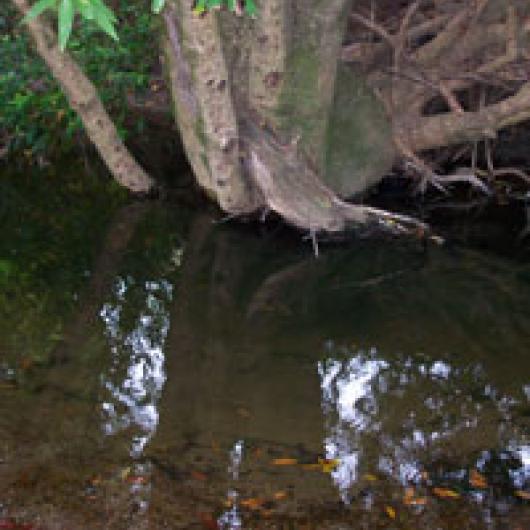 Pool in Upper Pistol Creek