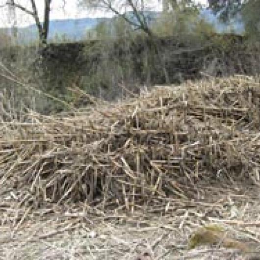 Cut Arundo clump along the Napa River