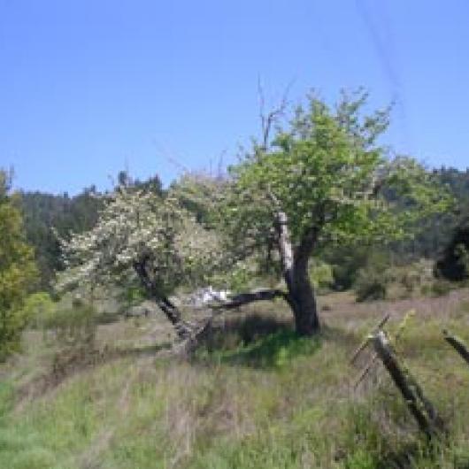 At the Redwood Vista site vineyards replaced old apple orchards