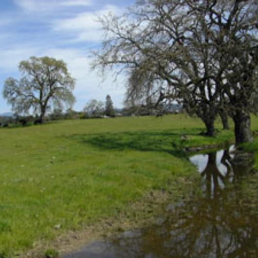 A small creek on the Bynum Vineyard site