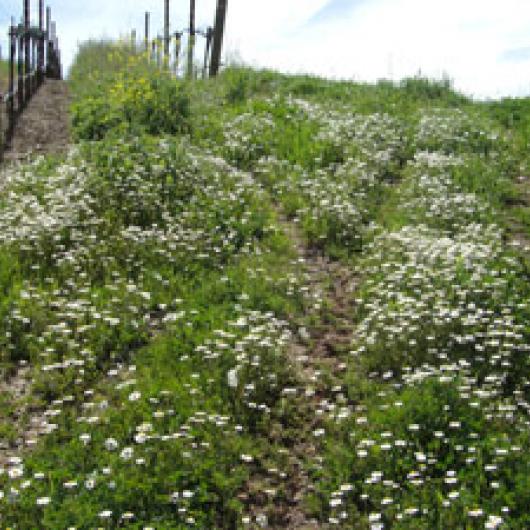 Cover crops protect soil