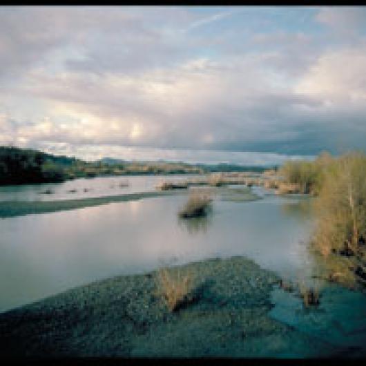 Ferrari Carano has several vineyards adjacent to the Russian River in  Alexander Valley where they practice native plant  revegetation to address stream bank erosion