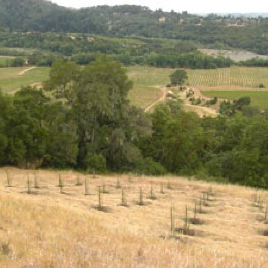 Seghesio Family Vineyards—Home Ranch