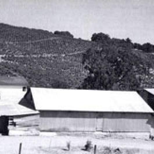 Simi winery vineyards in 1946	